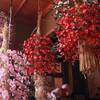 3月17日（土）薬師寺花会式のつくりばな～春を告げる花々を咲かせる人たち～