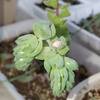 多肉植物の花芽　20220415