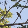 ミナミコウライウグイス(Yellow Oriole)