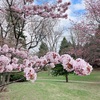 お花見。in札幌中島公園