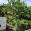 宮崎大塚古墳  川崎市宮前区宮崎