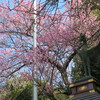 まんぼぅくん、上野公園、五條天神社　その3