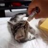 かわいい猫の失敗動画集！他