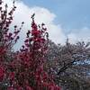 真っ赤なじゅうたんのような津谷川堤防彼岸花？