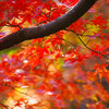 一碧湖の紅葉④