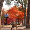晩秋の京都･奈良　⑤奈良公園
