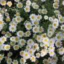 carpet of flowers❁