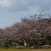 千葉県内浦山県民の森の桜