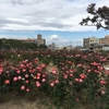 福山市 バラ公園のバラ&#127801;(バラの写真追加)