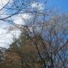 春駆け抜けるフィールドその2　愛知県民の森フサザクラは間に合わず・・・。
