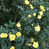 ショウミー・サンシャイン　Showmee Sunshine