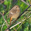 公園の野鳥達（３月１２日）