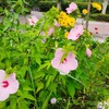 1383 夏の風景　すみからすみまで光に埋る花たち