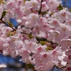 根上山の「大漁桜」（後編）