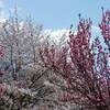 北野天満宮 早咲きの紅白の梅 ２０２２年 見頃は？