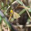 🐞荒川河川敷で昆虫を撮影に行きましたが・・