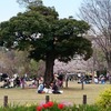 目黒川でお花見をして、公園でお弁当を食べる幸せ！