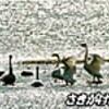 陽光浴び羽休める　ハクチョウ飛来、秋田市の雄物川（秋田県）