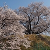桜巡り