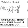 メヒシバとアキメヒシバ