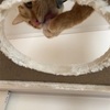 キャットタワーでグルーミング！