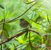 野鳥撮影　in 八ヶ岳（美濃戸口～赤岳～真教寺尾根）