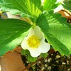 イチゴの花が咲きました