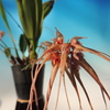 Bulbophyllum sanguineopunctatum