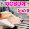 ペット用CBDオイルって何？