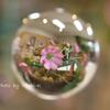 宙玉 in 昭和記念公園・雪割草展2016.3.13