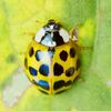 ナミテントウはアブラムシを食べてくれる益虫です！