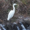 関根川の鳥たち