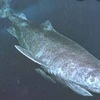 深海生態系の頂点-オンデンザメ-