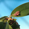 Pleurothallis  sp.  　　