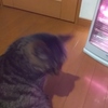 2019 猫さんと私。