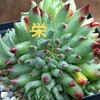 センペルビウム・あれこれ 3 Sempervivum et cetera