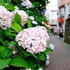 東海・関東甲信 梅雨入り