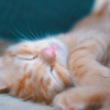 😸ネコだらけの胸キュン新作動画が完成😻公開スタートしました❣️　〜ジョジョ『Anything』〜　- Something For CATLOVERS -