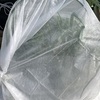 タマネギの水耕栽培その4