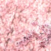 京都の早咲き桜