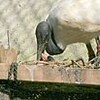 羽ばたけクロトキ　いしかわ動物園、初の自然繁殖