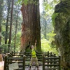 【登山】英彦山　玉屋神社→鬼杉コース