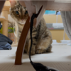 あんころもちの成長記録209
