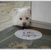 猛暑にめげず咲く花たち★クレマチスのリース