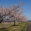 散り始め　　快晴で桜堤🌸お散歩