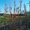 夏野菜種採り、里芋土寄せ