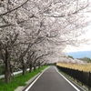 ２０２５ 桜を見る ～ ファミリー公園