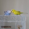インコのろう膜とカキカキ