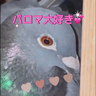 鳩好きさん集まれ🩷