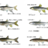 “フライをやろう！”   〜小川？いや水路か〜